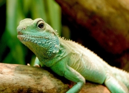 Green lizard - foto van huubster - Dieren - Zoom.nl
